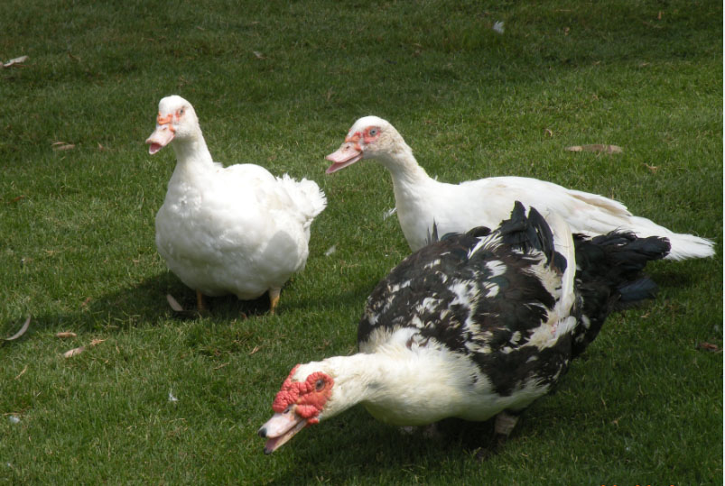 duck