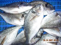 fish