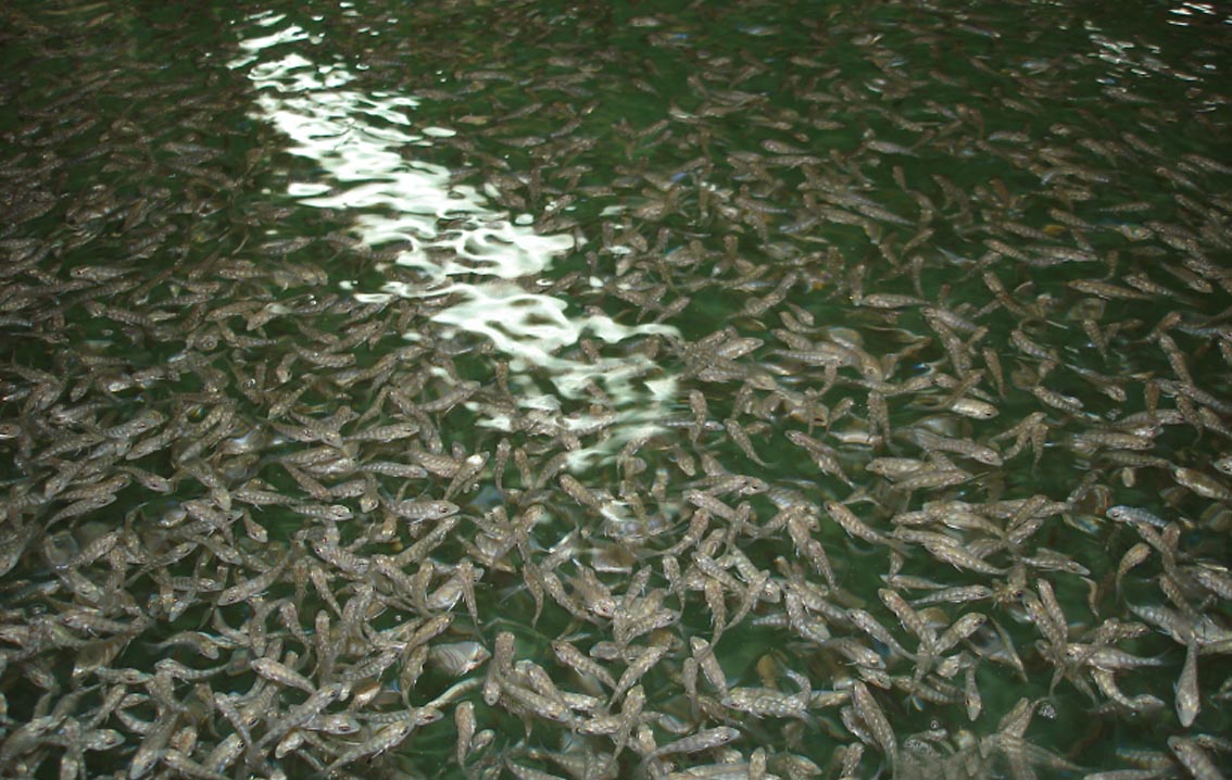 fish