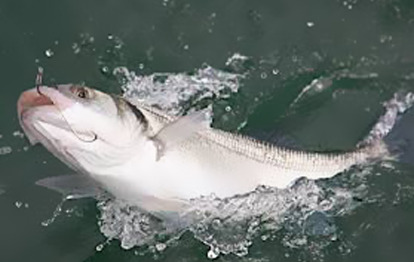 fish