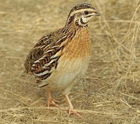 Quail