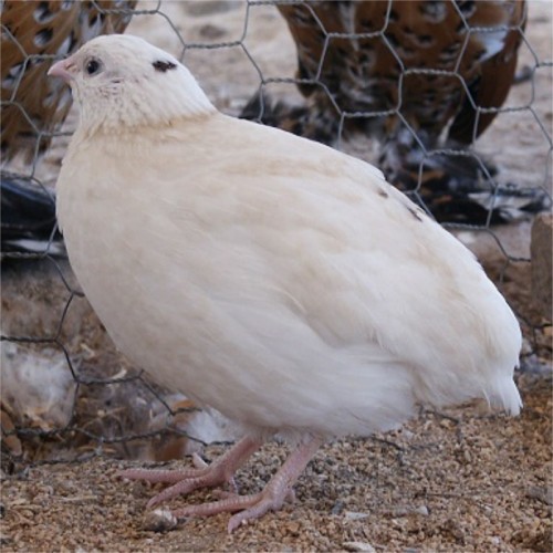 Quail