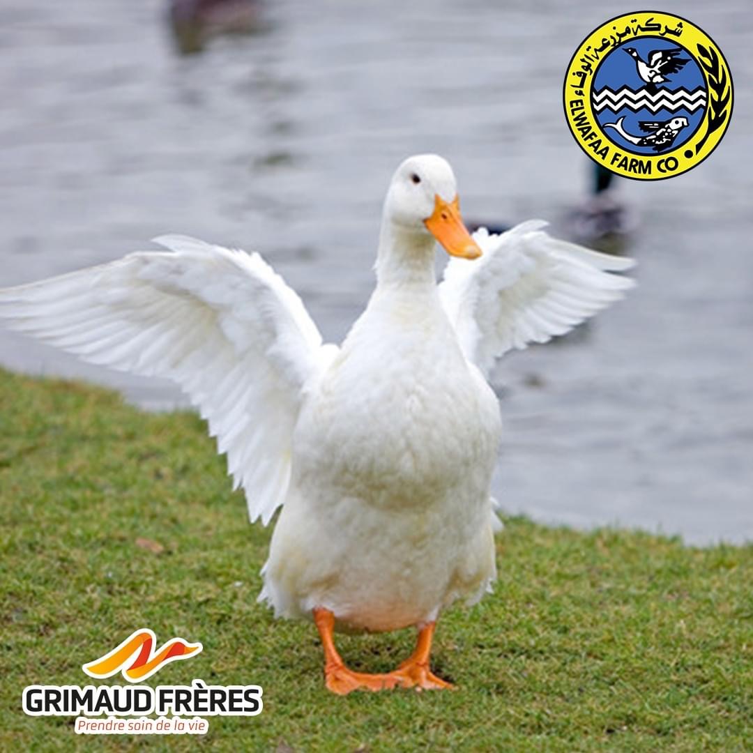 duck